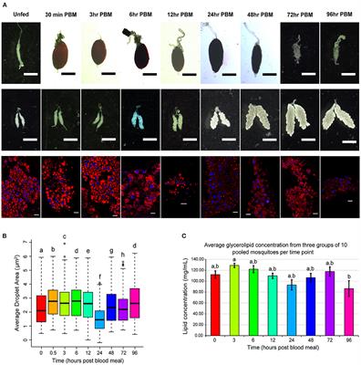 Fat and Happy: Profiling Mosquito Fat Body Lipid Storage and Composition Post-blood Meal